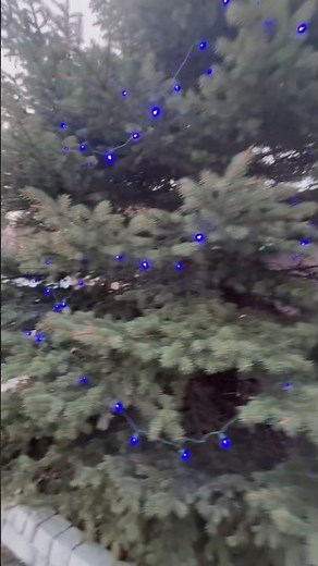 Blue Christmas Tree Lights on E Brooklyn in Alaska in Palmer #christmaslights #uber