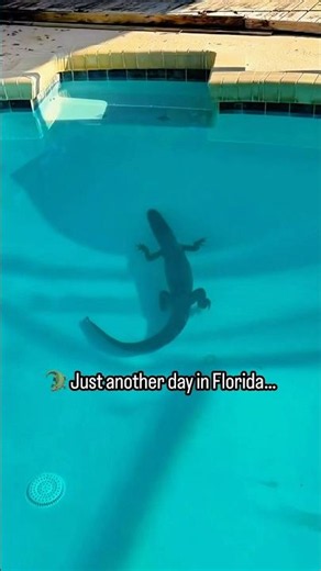 🐊 A 5-foot alligator decided to take a swim in someone’s backyard pool in Central Florida. 😳🌴