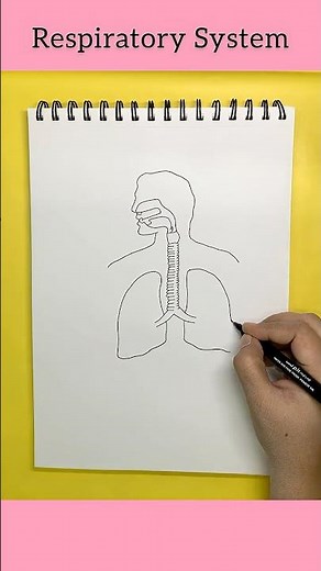 Human Respiratory System Diagram | How to Draw Lungs🫁✏️ #shorts #science #sciencefacts