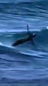 Mermaid Spotted Swimming With Dolphins In Australia #mermaid #mermaids #australia | Most Amazing Top 10