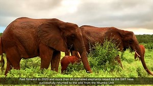 A haven for elephants Over the years, the Sheldrick Wildlife Trust has successfully reintegrated 64 orphaned elephants back into the protected wild expanses of Tsavo from the Ithumba Reintegration Unit. Situated in the shadow of towering hills that erupt from the landscape, this Unit is currently home to 34 older orphan elephants who are reliant on our care. While here, our Keepers accompany the orphans into the bush each day to explore their soon-to-be wild habitat and to enjoy a good mud bath!