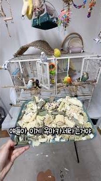 앵무새 포레깅 재료 옥마카세🌽 #모란도란 #lovebird #앵무새 #parrot #모란앵무
