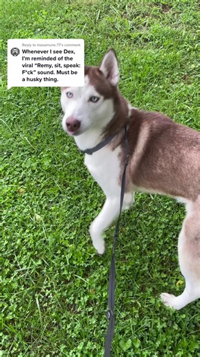 Funny Interaction with Mute Husky: Sit and Speak Attempt