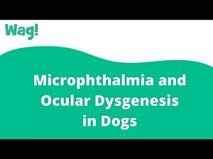 Microphthalmia and Ocular Dysgenesis in Dogs | Wag!