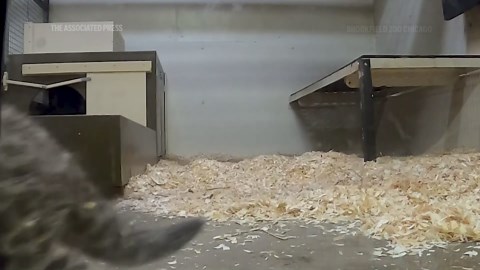 Behind the scenes look at amur leopard cubs at Chicago area zoo