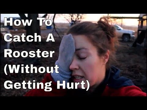 How to Catch a Rooster with Your Hands (Without Getting Hurt)