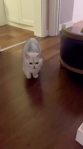102K views · 3.5K reactions | Cute and funny videos 藍 #viralreels #kitty #dog #funnyvideos #funnyvideo #kittycat #cat #viralvideos #funnyanimals #viral #kittens | Crazy Fun | Facebook