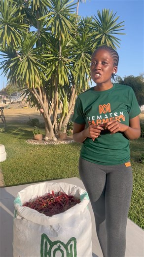 Attention Farmers! Do you have dry ‘Cayenne Pepper ‘🌶️ ready for sale? Hematon Agro Services is excited to announce that we have opened our market to all farmers across Zambia! We are now purchasing cayenne peppers and are ready to do business with you. Reach out to us today on 260972554246, and let’s get started on this great opportunity. Let’s grow together! We are a family of farmers 🌶️ | The Young Farmer Maanda