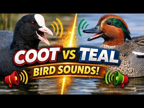 Coot & Teal Duck Natural Calls | Bird Sound Video