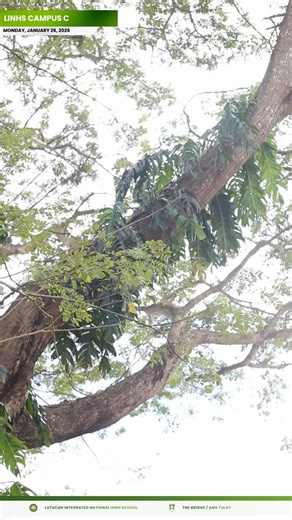 LOOK | January 19, 2026, LINHS continues its regular week with a simple yet meaningful flag-raising ceremony, highlighting DepEd’s vision of holistic education, strengthening not only academic excellence but also unity, camaraderie, and patriotism among learners and staff. | The Bridge / Ang Tulay
