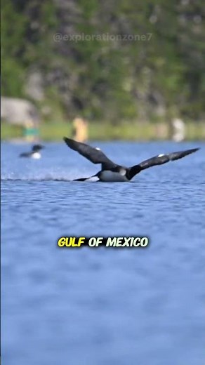 The shrill sound of a loon #wildlife #shorts