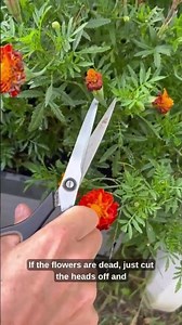 How To Grow More Marigold Blooms