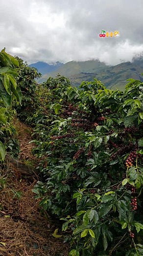 Cosecha de Café: Un Vistazo a los Caficultores