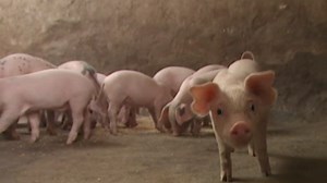 Food fears as China’s youths abandon villages