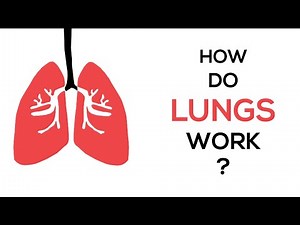 How Do Lungs Work?