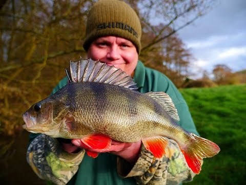 Perch Fishing On Bobbers (Video 105)