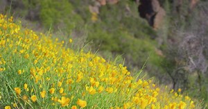 Nature: Pinnacles National Park
