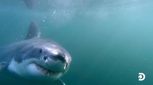 777K views · 4.8K reactions | Sharks ain't afraid of no ghosts. Keep the lights on for Sharks of Ghost Island Saturday at 8P on Discovery. #SharkWeek | Shark Week | Facebook