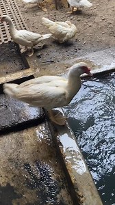 🐥 Éleveurs de canards : Le secret d’un élevage en pleine forme ? L’EAU ! 💦🔥 Si tu élèves des canards (ou que tu comptes te lancer), savais-tu que l’eau est bien plus qu’une simple boisson pour eux ? Elle influence leur santé, leur croissance et même leur reproduction ! 🔹 Hydratation & digestion : Un canard boit jusqu’à 0,5 L d’eau/jour pour bien assimiler sa nourriture. 🔹 Hygiène & santé : Une eau propre permet d’éviter les maladies oculaires, respiratoires et digestives. 🔹 Bien-être & com