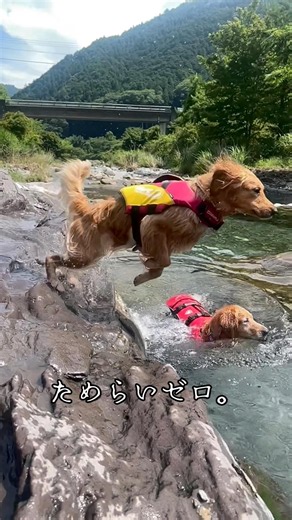 【夏！ゴールデンレトリバーはじまりました】 ためらいゼロです… #dog #goldenretreiver #大型犬