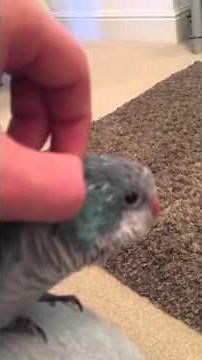 Quaker parrot moulting and pin feathers