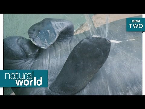 Manatee pimple popping - Natural World 2017: Episode 2 Preview - BBC