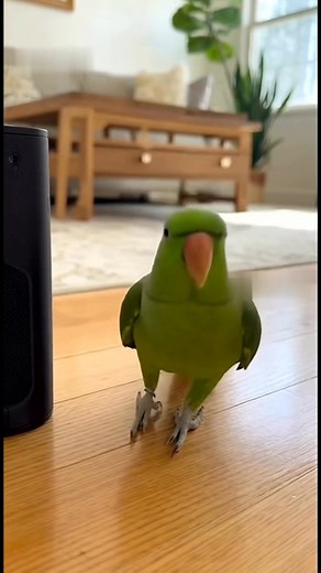 Parrot showing moves 🦜 #FunnyParrot #TalkingBird #ComedyReels #ViralVideo #BirdHumor #talkingparrot | Talk Or Squawk