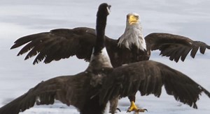 P.E.I. man captures on-ice battle between Canada goose and bald eagle - The Weather Network