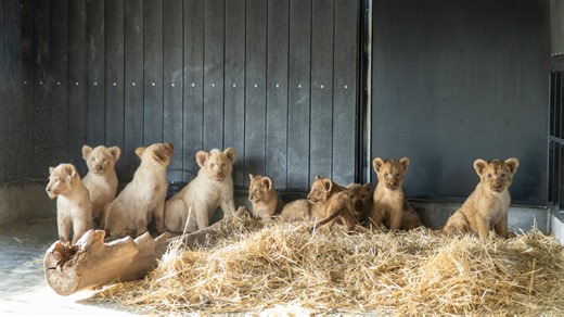 Nine lion cubs and three adults rescued from French circus find shelter in Spain