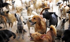 Devocalization: The controversial act of removing dogs' vocal chords