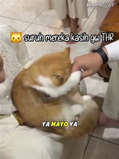 The moment the cat says sorry on Eid 🐱 #cat #catsays #cutecat