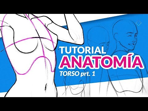 CÓMO DIBUJAR EL CUERPO HUMANO paso a paso | Tutorial de anatomía Dibujar Torso prt.1