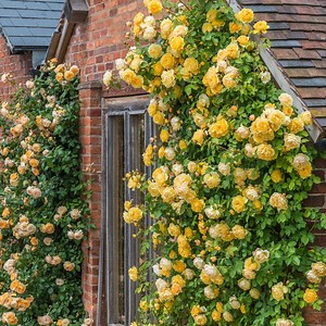 30 Graham Thomas Climbing Rose Seeds, Fragrant Yellow Rose Vine, Rare Climbing Rose Seeds Gift for Gardeners, Romantic Garden Flower - Etsy
