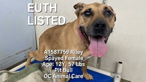 1.4K views · 83 reactions | Good news! Riley was rescued 9/8/23....