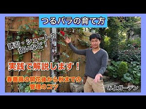 つるバラの育て方を実践で解説します！「春薔薇の開花後から秋までの管理のコツ」