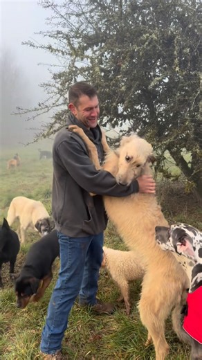 We are almost the same height! 😂 I love Guinness so much, luckily I’m used to the drool! Here are eight lesser-known interesting facts about Irish Wolfhounds 1. They were once considered royal gifts, not pets In medieval Ireland, Irish Wolfhounds were so prized that they were often given as diplomatic gifts to kings, emperors, and nobles across Europe. Owning one was a status symbol, commoners weren’t even allowed to have them at certain points in history. 2. They nearly went extinct twice By t