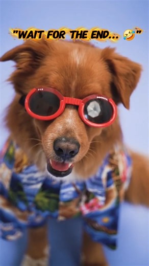 Cats & Dogs Being Weird For 15 Seconds! 😂 #shorts