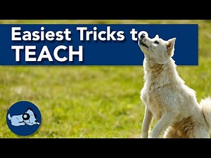 The 4 Easiest Tricks to Teach a Puppy!