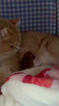 Signs that pet owners often overlook before it's too late.