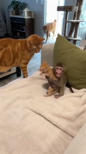 Monkey's Softest Moment Playing with Kitten Family #animals #friendship #adorable
