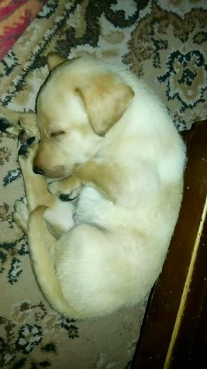 Labrador puppy barking in sleep
