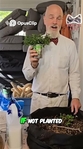 Mint Isn’t the Problem—It’s the Driver 🚗🌿