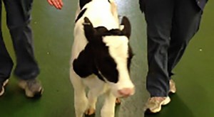 Supplementary Materials: First I-Loc Interlocking Nail Placed in a Production Animal Species