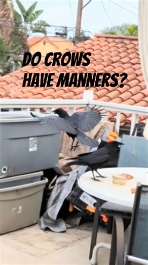 Did you know crows like to keep their beaks tidy?