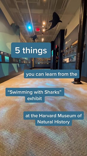 Explore the “Swimming with Sharks” Exhibit at Harvard Museum