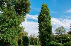 Poplar: What You Should Know