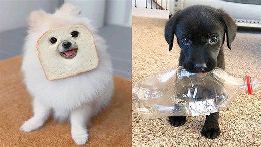 Funny pups that steal smiles