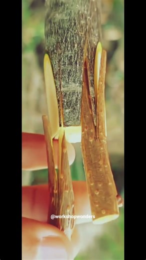 “Learn how to graft small plants very fast and easily #autoplant #cucumbertree #floweringtrees