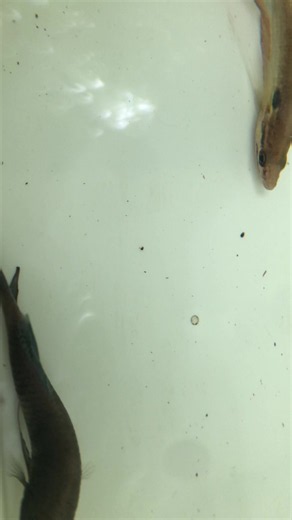 Video ghi lại cuộc đối đầu giữa **cá Bảy Trầu Nam Bộ (*Trichopsis vittata*) và cá Betta (cá Lia Thia Xiêm)**, tập trung vào vẻ đẹp, chuyển động và những biểu hiện thú vị của hai loài khi đối diện nhau. Khi gặp đối thủ, cả hai thường **kè vây, xoay vòng, thay đổi tư thế và liên tục quan sát nhau**. Những chuyển động mềm mại của vây và thân cá tạo nên một màn đối đầu rất đẹp mắt, đồng thời cho thấy sự khác biệt trong cách thể hiện lãnh thổ và phản ứng của từng loài. Video được thực hiện với mục đí