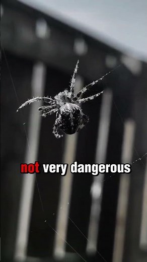 🕷️ “4 Tarantula Facts You Never Knew!” #animallife #facts #animals #animalfacts #taran#Tarantula